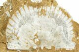 Ordovician Kukersite Oil Shale w/ Bryozoan & Brachiopod Fossils #369574-1